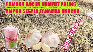 Luar biasa racikan racun rumput ini  segala jenis rumput membusuk sampai akar [upl. by Ajad32]