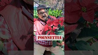 Poinsettia  Christmas Plant in pot poinsettia christmasdecor [upl. by Varin]