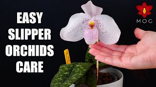 How to Care for Paphiopedilum Orchids  Watering Repotting amp more Orchid Care for Beginners [upl. by Housum]