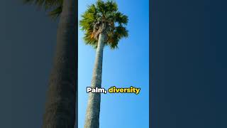 Palm Trees Unveiling the Fun Facts tree [upl. by Anees]