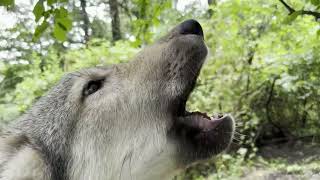 Tiny Gray Wolf Pup Has a Mighty Howl [upl. by Namielus]