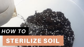 How I Mix and Sterilize Soil for Houseplants  Sterilize soil with boiling water [upl. by Okun]