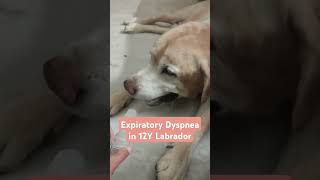 Why Is My Dog Struggling to Breathe Causes Symptoms Expiratory Dyspnea in Dogs  Wheezing SKRDVET [upl. by Akcirre]