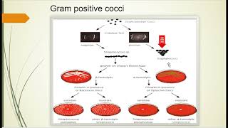 Gram positive cocci  Staphylococus [upl. by Nylatsirhc]