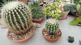 Growth rates of golden barrel cactus [upl. by Bryn]