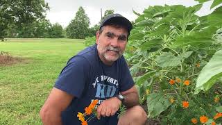 How to plant okra from last year’s pods [upl. by Latrell]