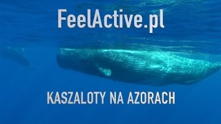 Snorkeling with Sperm whale Azores 2015 [upl. by Notnel79]