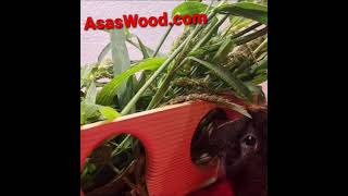 Hay rack for Guinea Pig or Chinchilla AsasWood [upl. by Halyak481]