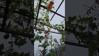 Mini garden southkorea gardening followers highlights shortvideo [upl. by Wallinga916]