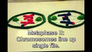 Mitosis vs Meiosis [upl. by Briggs]