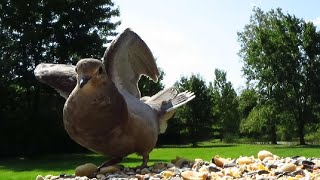 Teenage mourning dove is reluctant to share the food with others [upl. by Eiser]