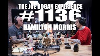 Joe Rogan Experience 1136  Hamilton Morris [upl. by Sebastiano932]