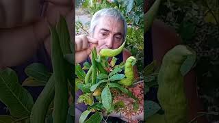 ¿Sabéis porqué el PISTACHERO silvestre recibe el nombre de CORNICABRA [upl. by Yhotmit394]