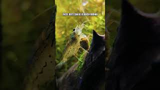 Amano Shrimp 🦐 How To Identify Males amp Females Easily [upl. by Caylor]