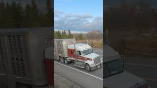 Freightliner with Cattle Pot on Hwy11 shorts truckspotter [upl. by Okun]