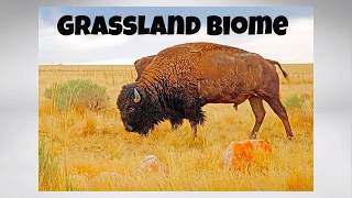 The Grassland Biome [upl. by Milas291]