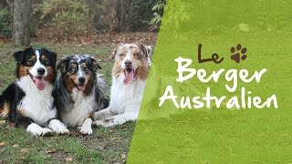 Le Berger Australien [upl. by Aldredge554]