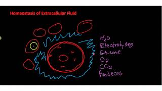 Homeostasis of Extracellar Fluid [upl. by Safire]