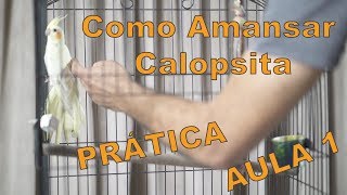 COMO AMANSAR CALOPSITA AULA 13 [upl. by Mak554]