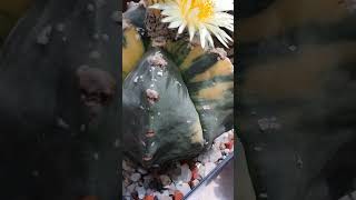 Astrophytum myriostigma variegated plants cactus [upl. by Arden]