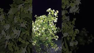 শিউলি ফুল  Night  flowering Jasmine nightflower jasmin flowers shiuli india [upl. by Maltz234]