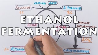 Ethanol Fermentation  Process of Alcohol Formation [upl. by Acinna]