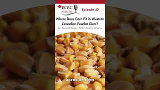 🌽Where does corn fit in Western Canadian feedlot diets feedlot corn [upl. by Eniarrol]