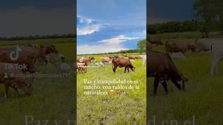 Que recuerdos tan bonitos en los ranchitos 🥹🤠🐄🐴 desdeelrancho vaqueros vaca soyderancho [upl. by Kenrick624]