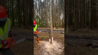 Safe corner cut practice in a smaller tree treefelling chainsaw arborist chainsawstihl [upl. by Yrrep143]