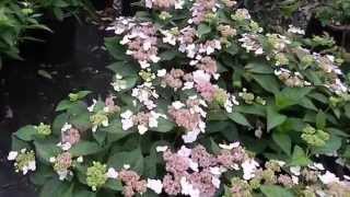 Hydrangea Serrata Lacecap Bluebird 5 gal [upl. by Hsaniva432]