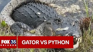 Alligator vs python fight caught on camera in the Florida Everglades [upl. by Rialc]