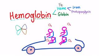 Hemoglobin Structure Whats In Your Red Blood Cell [upl. by Yadnus]