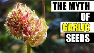 Why Isnt Garlic Grown From Seed Garden Quickie Episode 207 [upl. by Dyana]