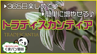 365日楽しめて♪簡単に増やせる♪トラディスカンティアの育て方・増やし方【くまパン園芸】 [upl. by Dedie840]