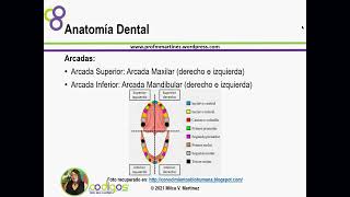 WebDialogo Anatomía Dental [upl. by Tebzil712]