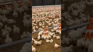 intensive poultry farming [upl. by Flori935]