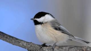 Mésange tête noire  Blackcapped Chickadee [upl. by Eduam]