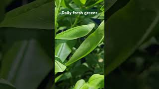 Daily fresh greens [upl. by Ymme618]