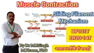 Physiology of Muscle Contraction  Sliding Filament Mechanism  Human Anatomy amp Physiology  BP101T [upl. by Osithe]