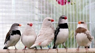 Diamond Firetail Finches [upl. by Icnan]