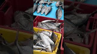 Pescados más frescos que estos Imposible🐟 shorts pescador pesca mercado ecuador [upl. by Vacla]