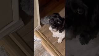 My little doggie dude💙 dogmom cockapoos doggie dogsofyoutube [upl. by Anitnamaid]