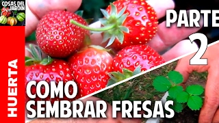 Cultivo de fresas  Parte 2  Cuándo y Cómo transplantar cosasdeljardin [upl. by Arataj626]