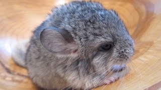 The Cutest Baby Chinchilla Noises [upl. by Hausner418]