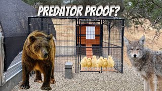 PREDATOR PROOFING to our Tractor Supply Defender Chicken Coop  Will they be safe [upl. by Romaine]