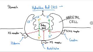 Proton Pump Inhibitors Explained in 4 Minutes [upl. by Ardnosal972]