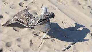 Il gabbiano sulla spiaggia Nord di Termoli [upl. by Edak]