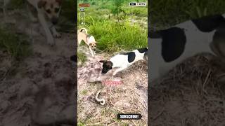 Dog Attacks on Snake shorts ytshorts viralshorts dog [upl. by Etteyafal955]