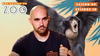 Claude arrivera til à faire rentrer les siamangs   S09EP30  Émission  Une Saison Au Zoo [upl. by Notrem]