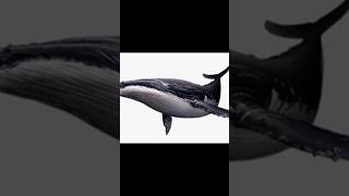 Evolution of Whales 🐋 Mysticeti amp Odontoceti ocean oceancreatures facts whales [upl. by Shamma415]